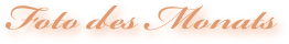 Foto des Monats